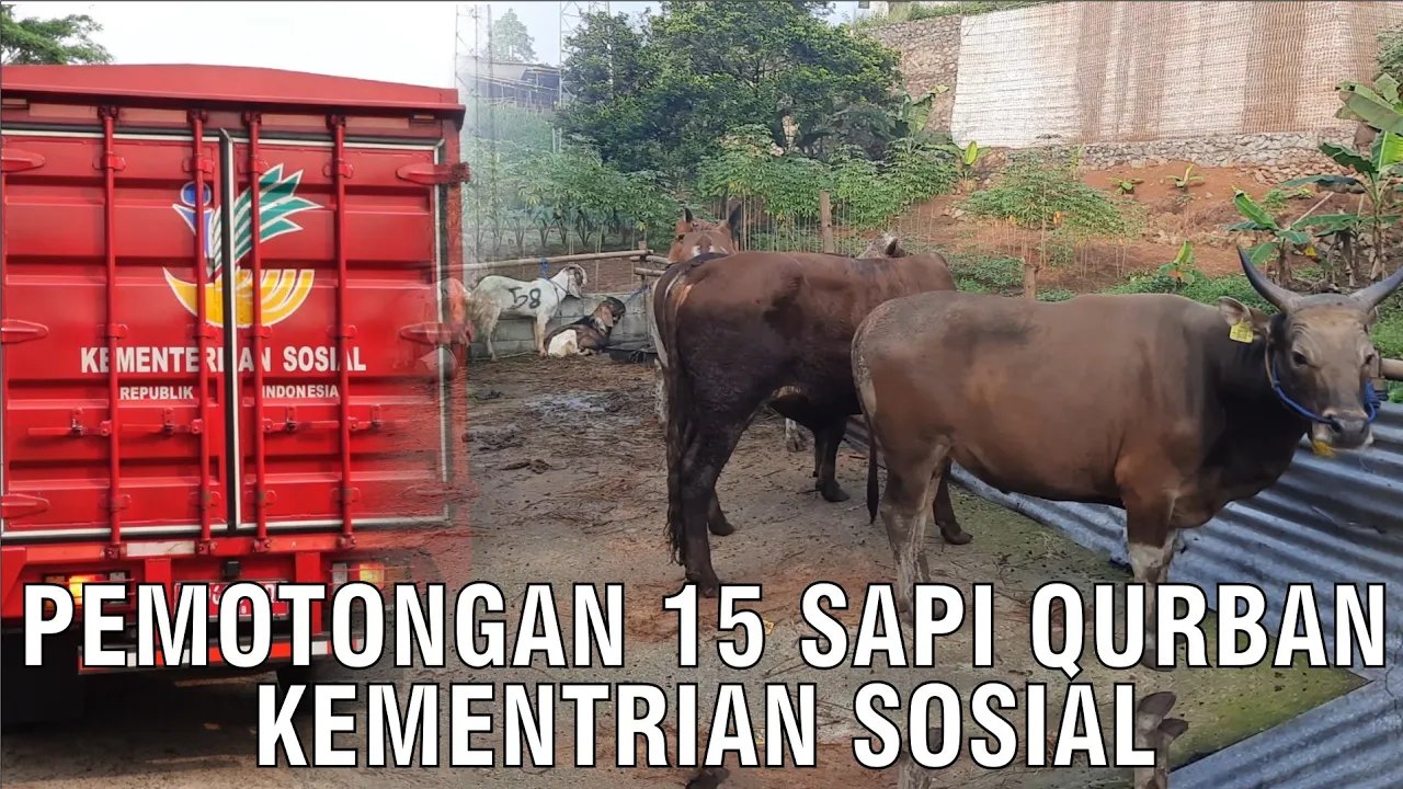 
                                 Penyembelihan-15-Sapi-Kambing-Qurban-2024-Kementrian-Sosial-RI